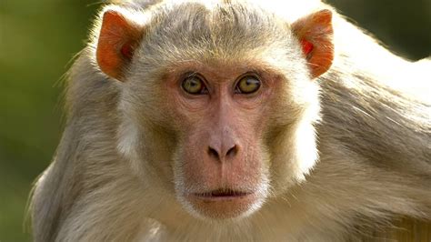 gambling monkey|Gambling monkeys like big bets, study finds .